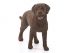 Фигурка Schleich Лабрадор, самка Фигурка Schleich Лабрадор, самка