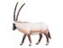 Фигурка KONIK Антилопа Орикс Фигурка KONIK Антилопа Орикс