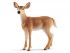 Фигурка Schleich Белохвостый олень-самка Фигурка Schleich Белохвостый олень-самка