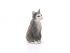 Фигурка Schleich Кошка, сидит Фигурка Schleich Кошка, сидит
