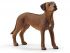 Фигурка Schleich Родезийский риджбек Фигурка Schleich Родезийский риджбек